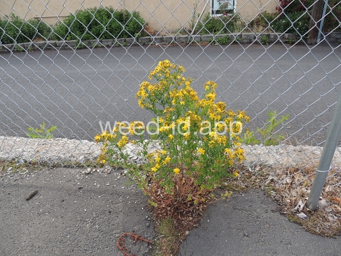 St. Johnswort, common